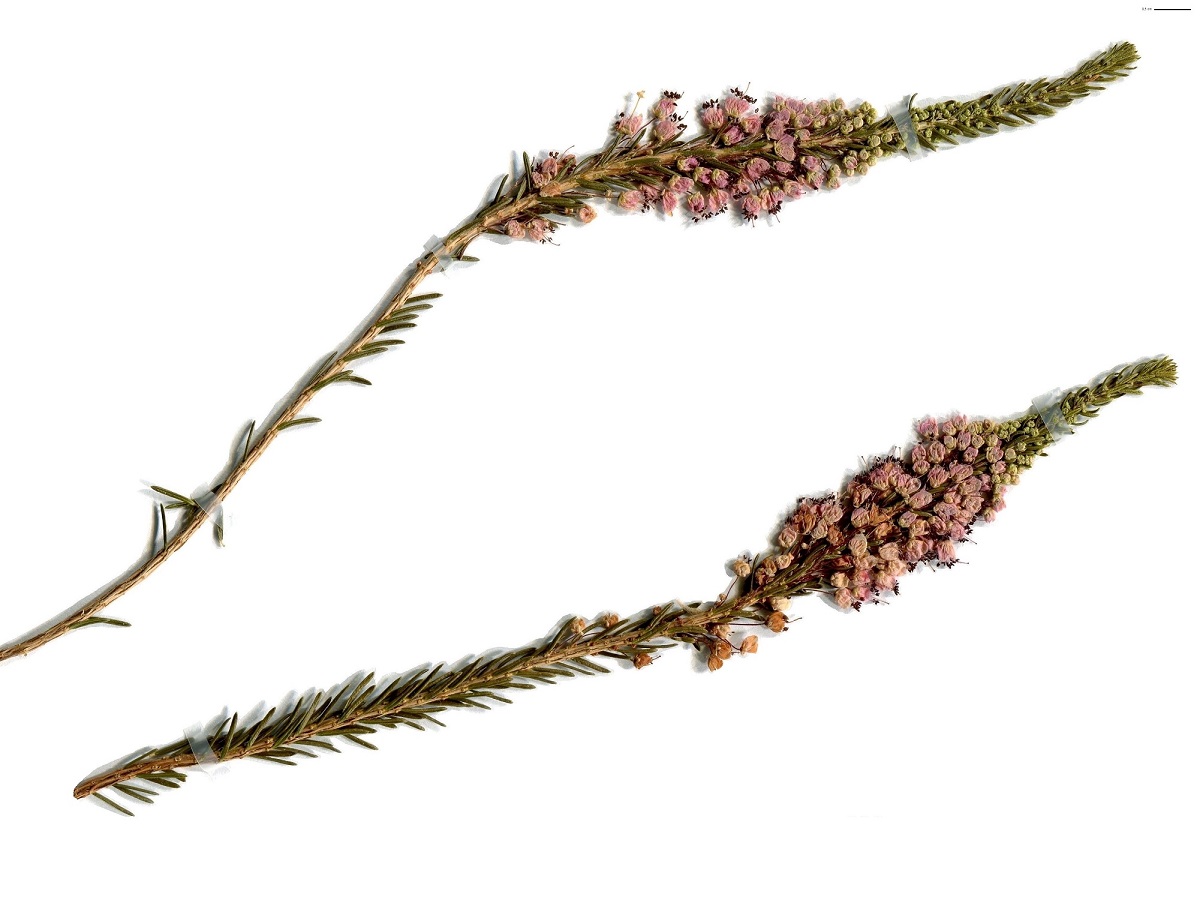 Erica vagans (Ericaceae)